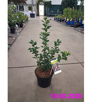 Ilex meserveae 'Blue Princess' C 2,5 L